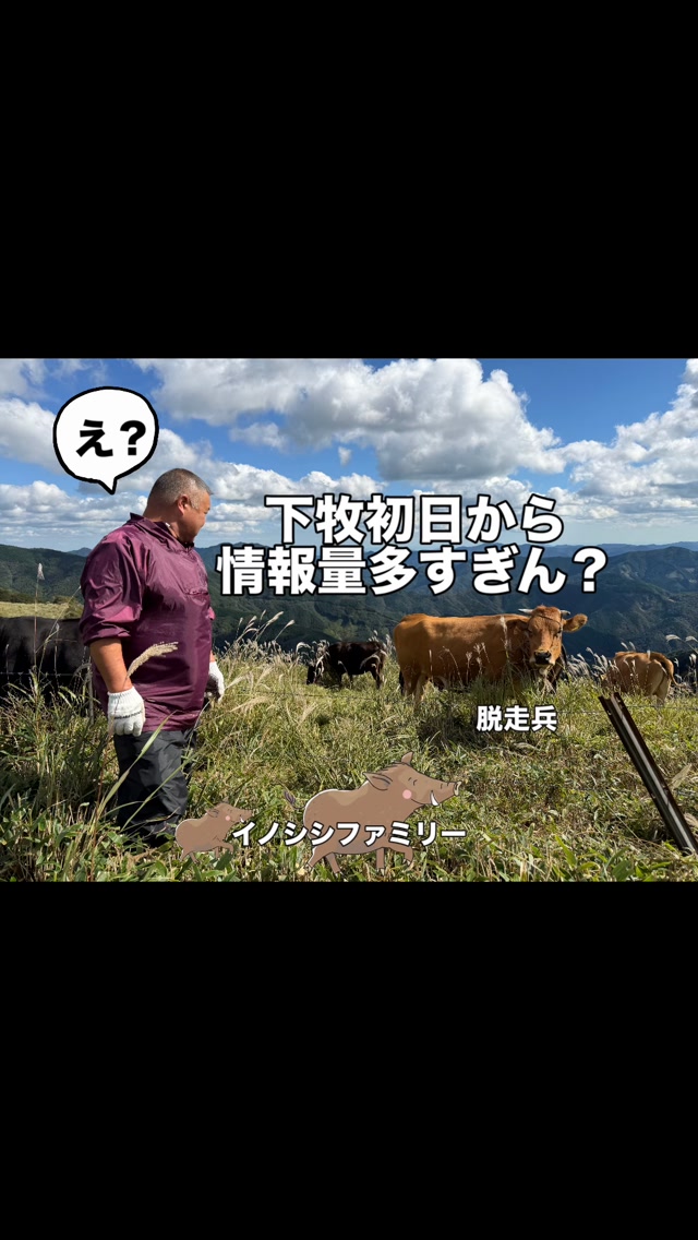 今日から四国カルスト(高知県側)の下牧がスタートしました!🐄⛰️
元気な牛さんたちを迎えに行ったら、まさかの珍客が…🐗
イノシシの親子(ウリ坊6匹!)にほっこりしていたのも束の間、ふと横を見ると、うちの牛が脱走兵になってました😇
無事に草地へ戻せて一安心💦 大自然の牧場は毎日がハプニングだらけです!
#四国カルスト #下牧 #ハプニング #イノシシ #可愛い動物