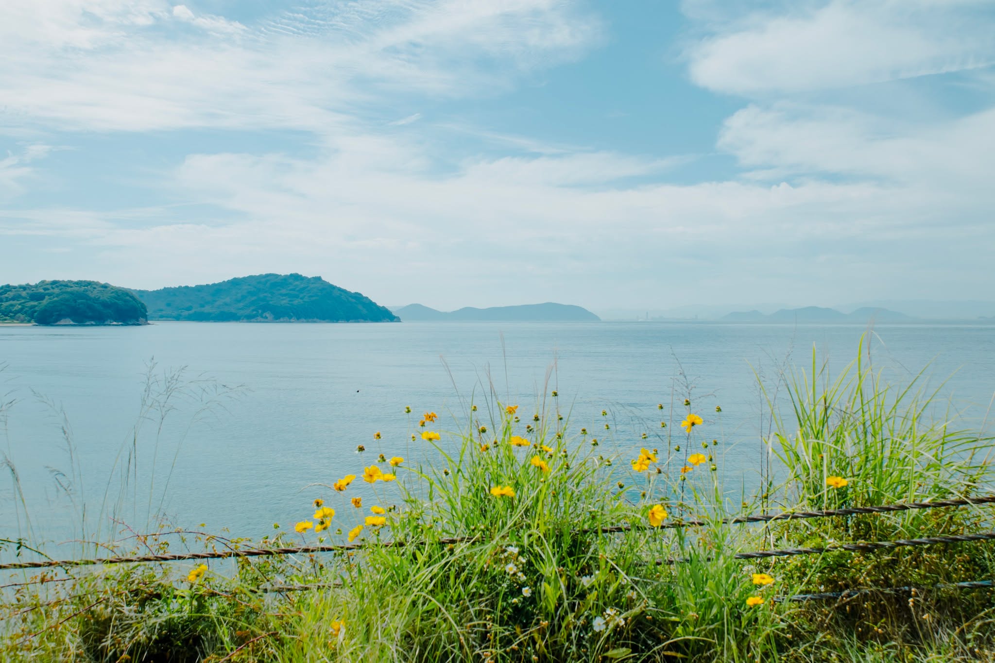🌿Benesse House Floral News🌿
The swimming season has begun on Naoshima.
Many summer flowers are blooming along the coast✨
🌿ベネッセハウス 花便り🌿
直島も海水浴シーズンが始まりました。
海岸沿いにもたくさんの夏の植物が咲いています✨
#Benesse #直島 #ミュージアムグッズ #ベネッセハウス #瀬戸内国際芸術祭2025 #naoshima #benessehouseonlineshop #benessehouse #しまねこ #ねこ