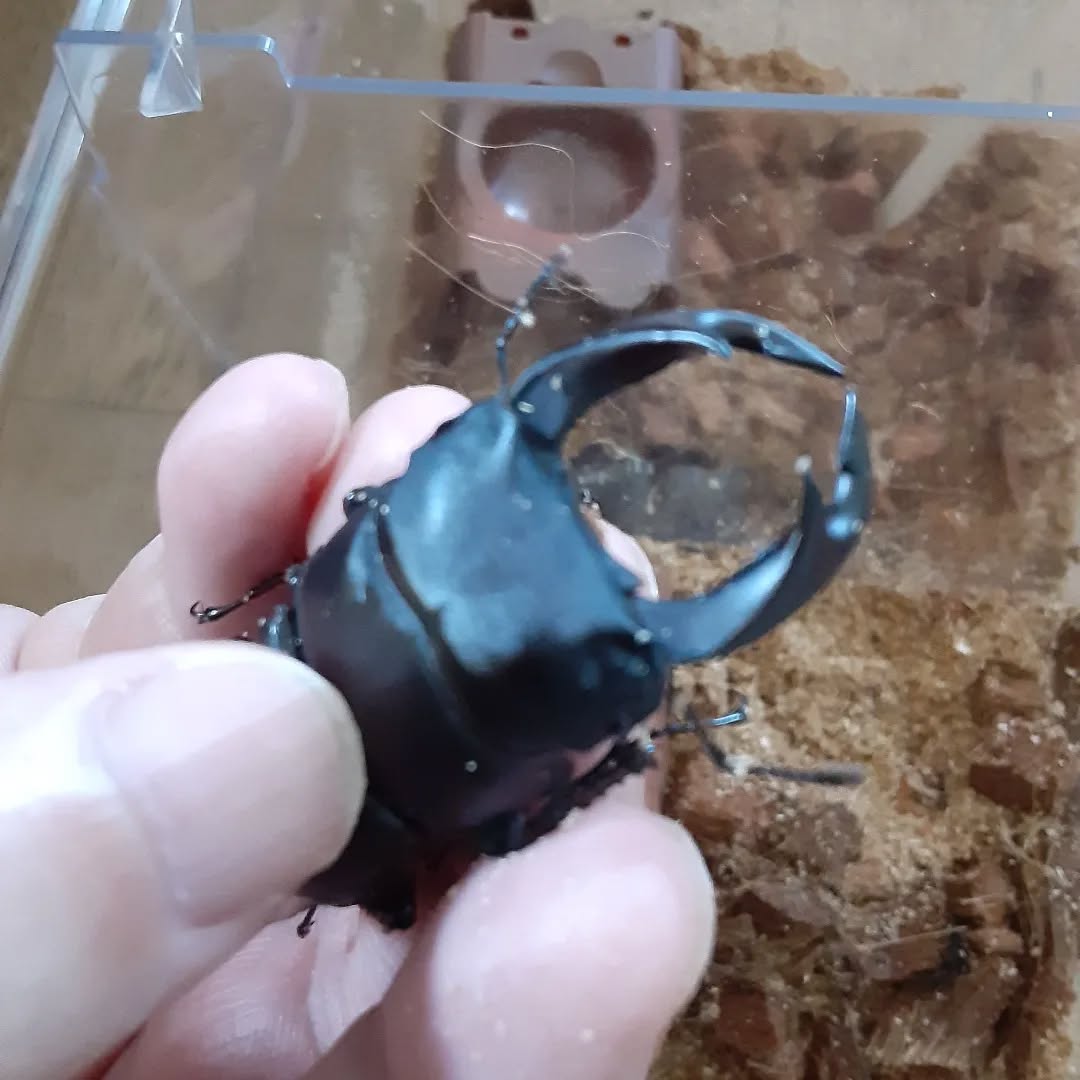 #オオクワガタ飼育