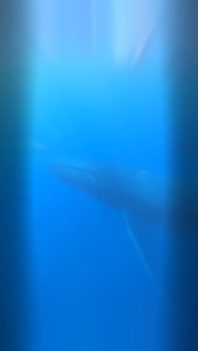 シーマックスダイビングクラブ沖縄公式インスタグラム