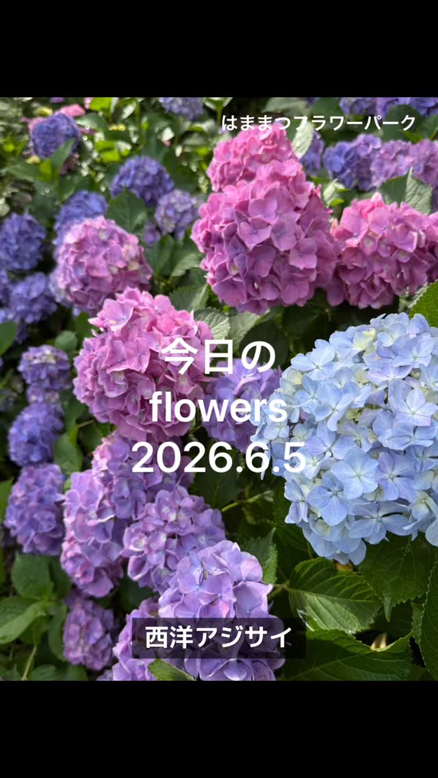 今日6/5の園内のお花たち!たっぷり水分補給して元気いっぱいの様子😆💕 #はままつフラワ...
