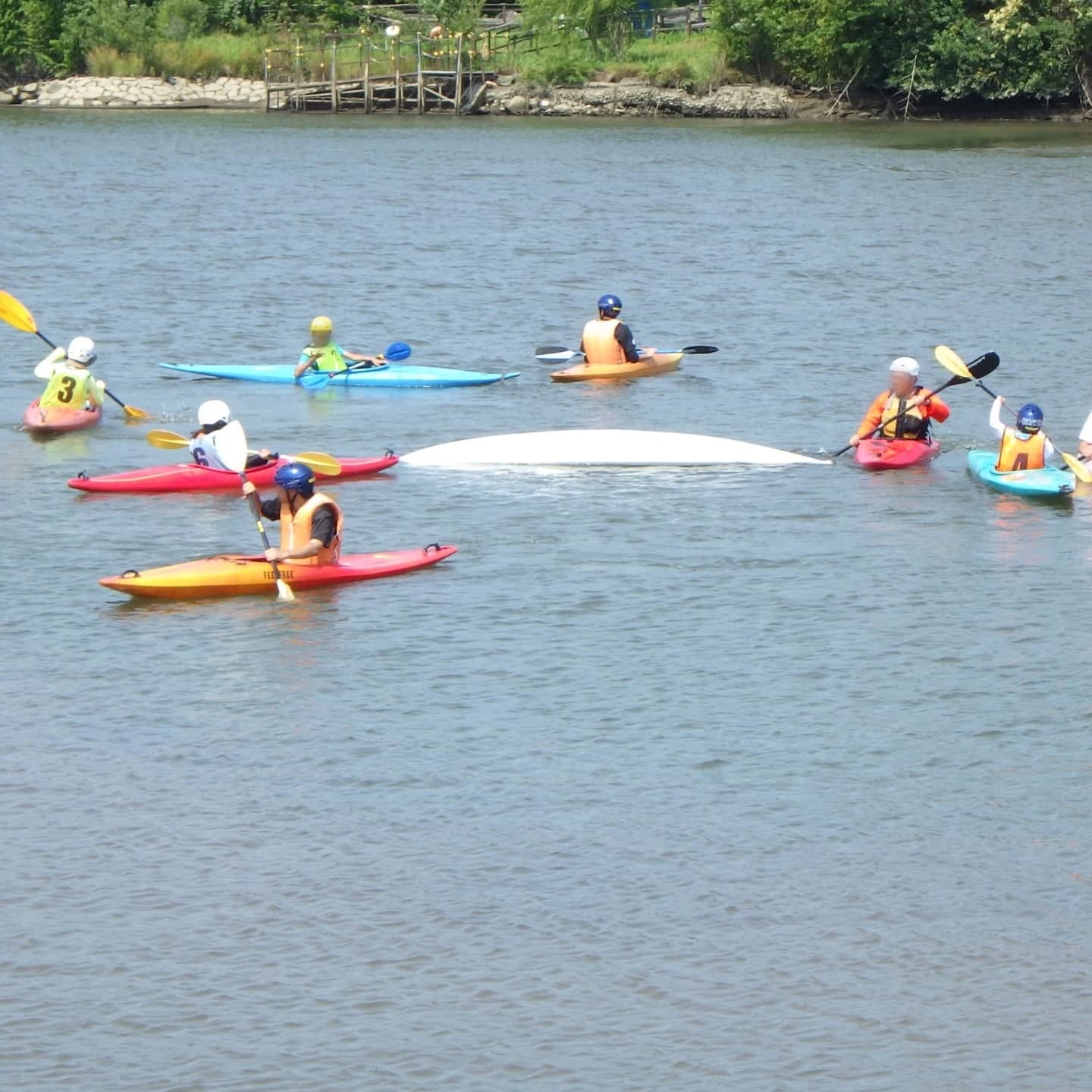 6/28, 29と2日間にわたり、毎年恒例の葛飾区カヌー体験が行われ、計50名の皆さんにカヌーやSUPを楽しんでもらいました。協会への入会をお待ちしています。また来年もよろしくお願いします。