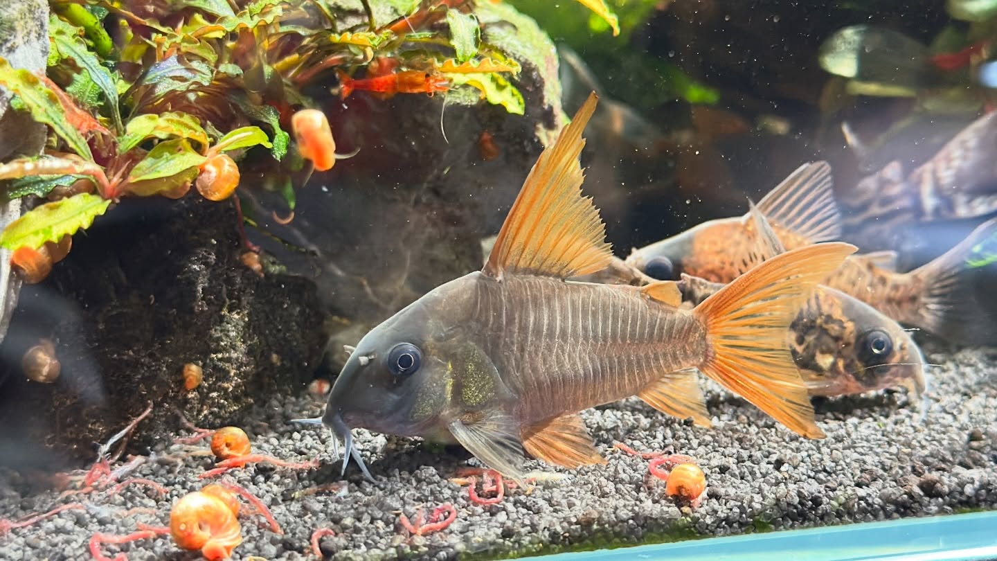 #corydoras #aquarium #アクアリウム #コリドラスコンコロール #ゴールデンハニードワーフグラミー