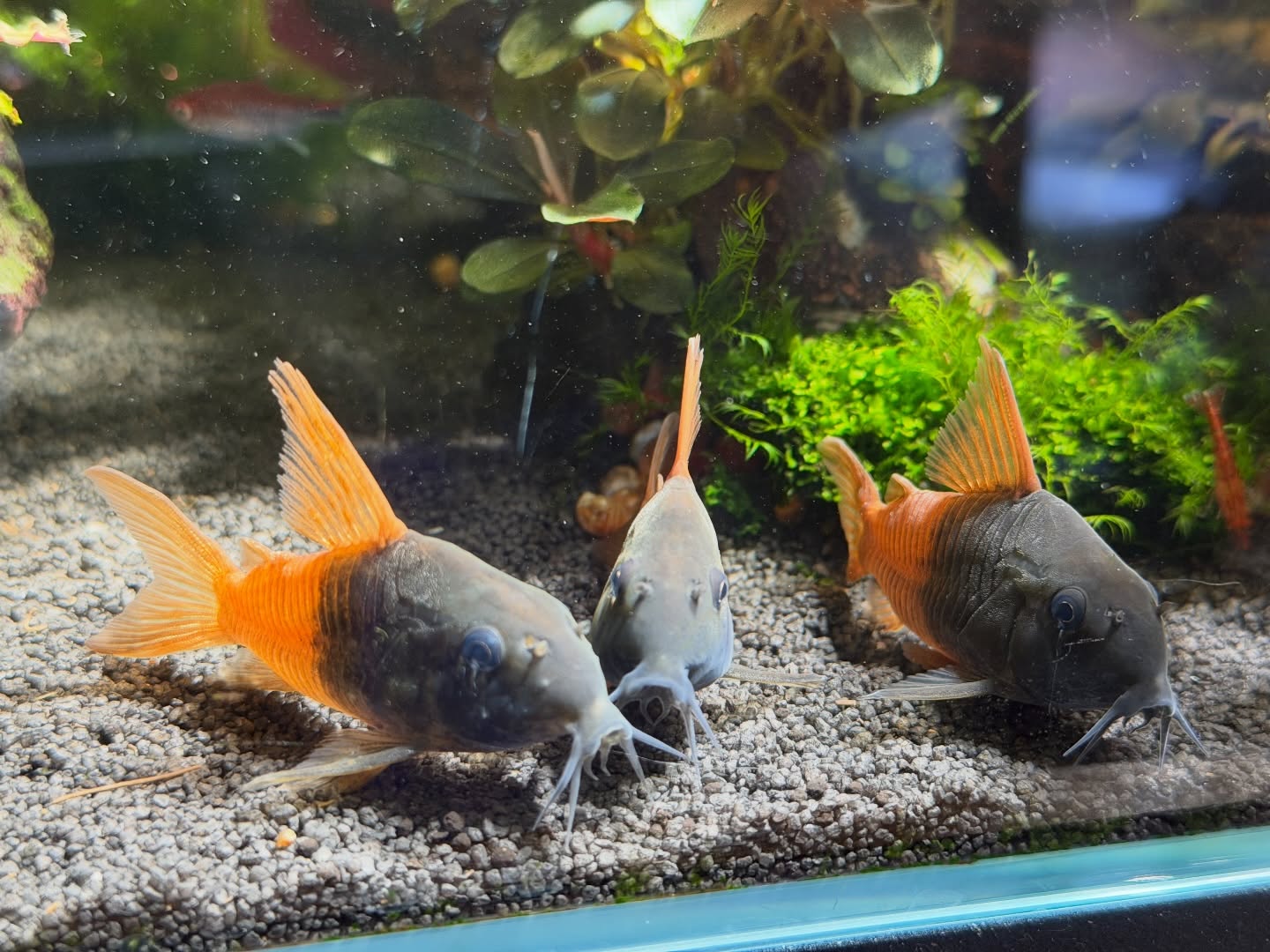 #corydoras #aquarium #CW217 #コリドラス #コリドラスビーコンコロール