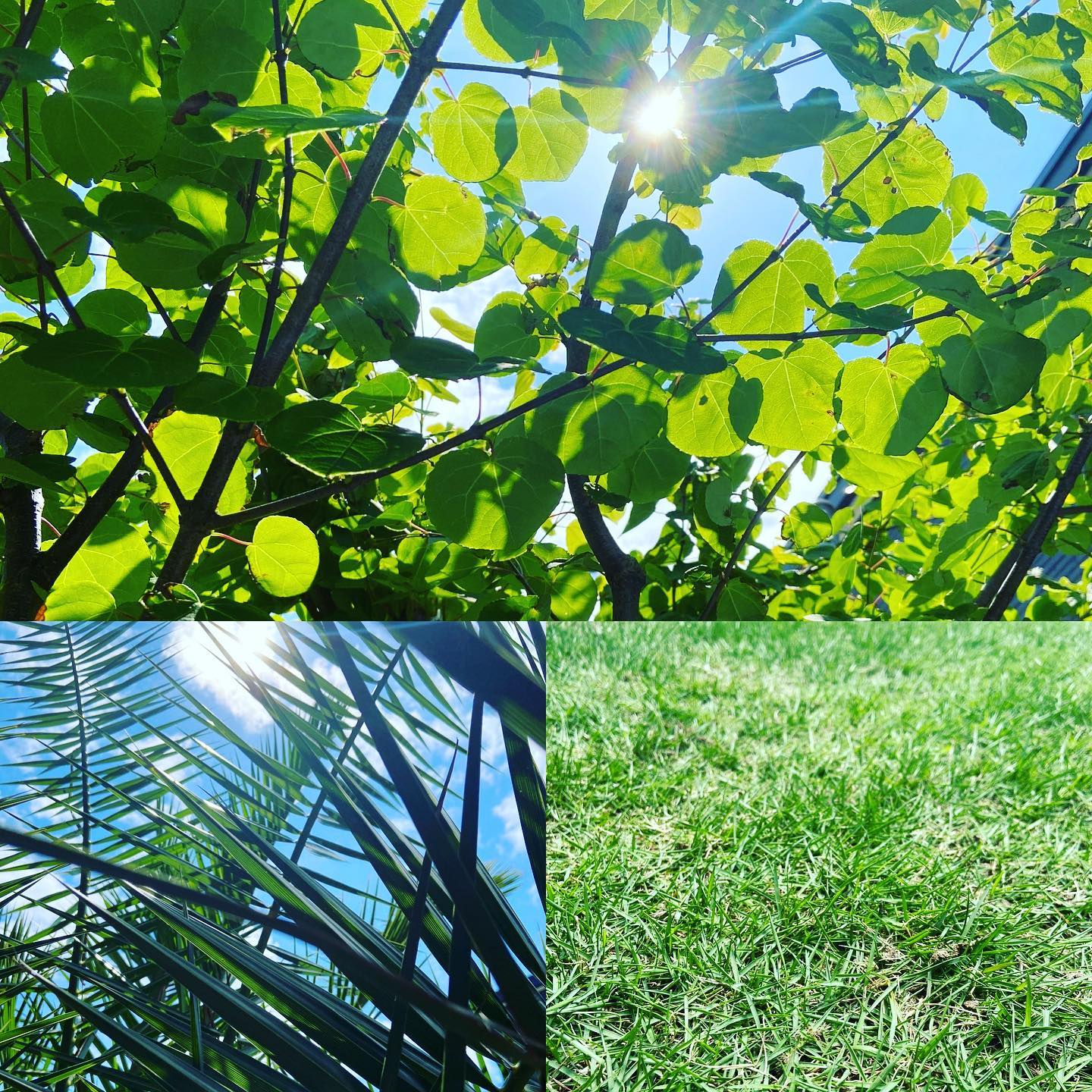 #洗濯日和☀️ #光合成日和☀️ #光合成は長生きの秘訣🌄 #二酸化炭素 +#水 →#グルコース +#酸素 化学式に置き換えると#co2 + #h2o → #c6h12o6 + #o6 だそうな…すっかり忘れておりますね…