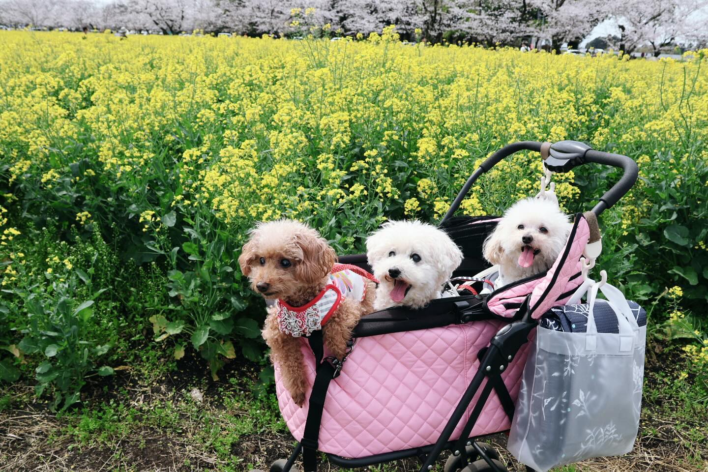 宮崎西都。🌸満開、菜の花も^_^
