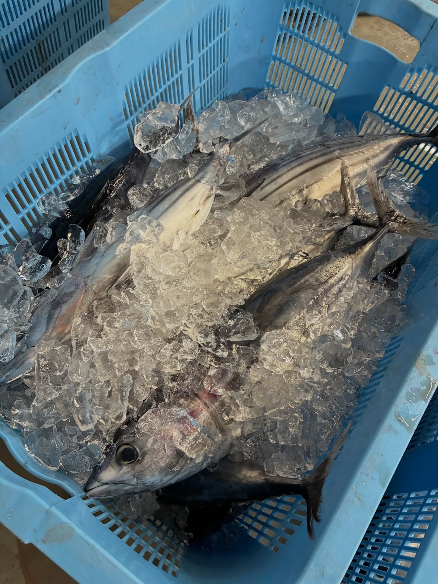 今日もカツオ仕入れました🐟
もちもちした身で美味しそうです!
まだまだ水揚げがある日もあれば無い日もあり
これからの推移に注目ですね🎣
#土佐久礼かつお #ど久礼もん #鰹乃國 #初鰹 #もちもち