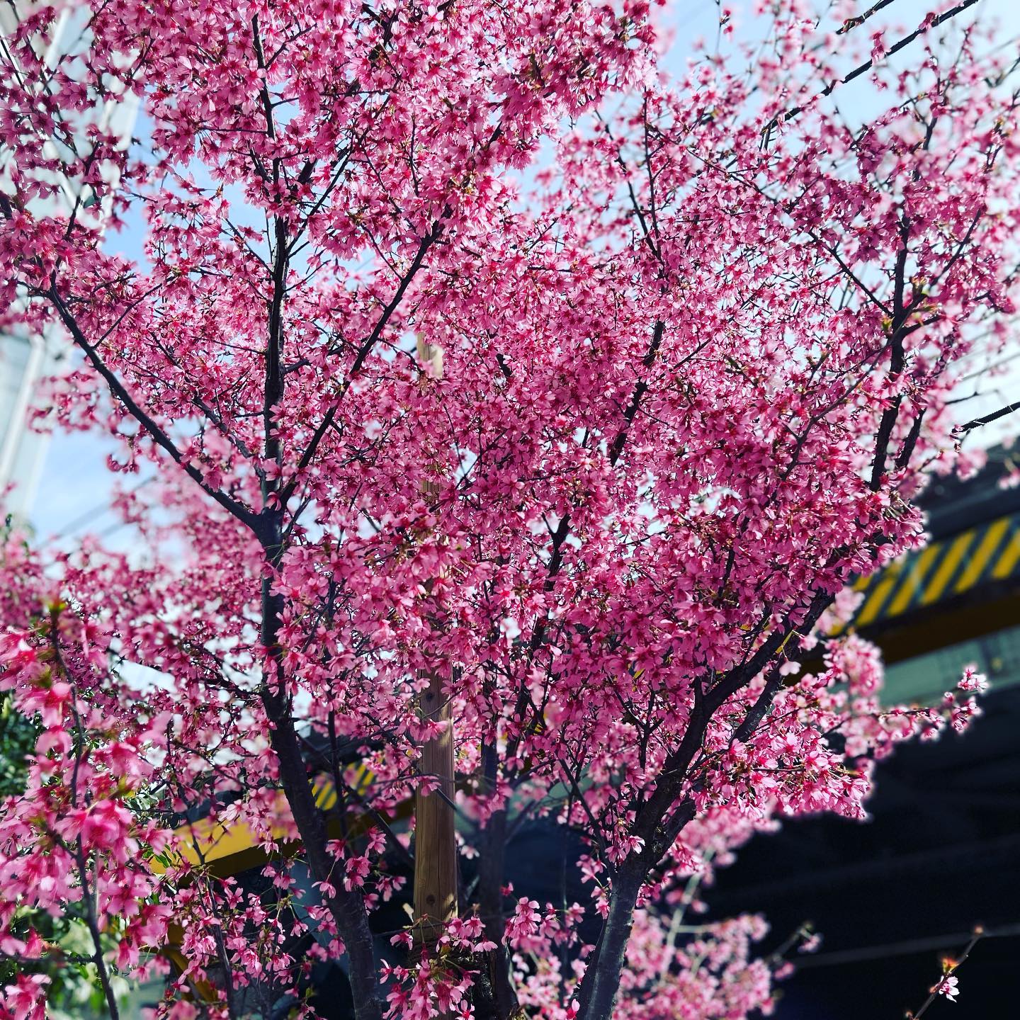 #久々の東京 東京駅から徒歩で弊社事務所向かう最中に見つけました。#もうすぐ春ですね #うめのはな #花粉さえなければ #電車では気づかない発見いろいろ
