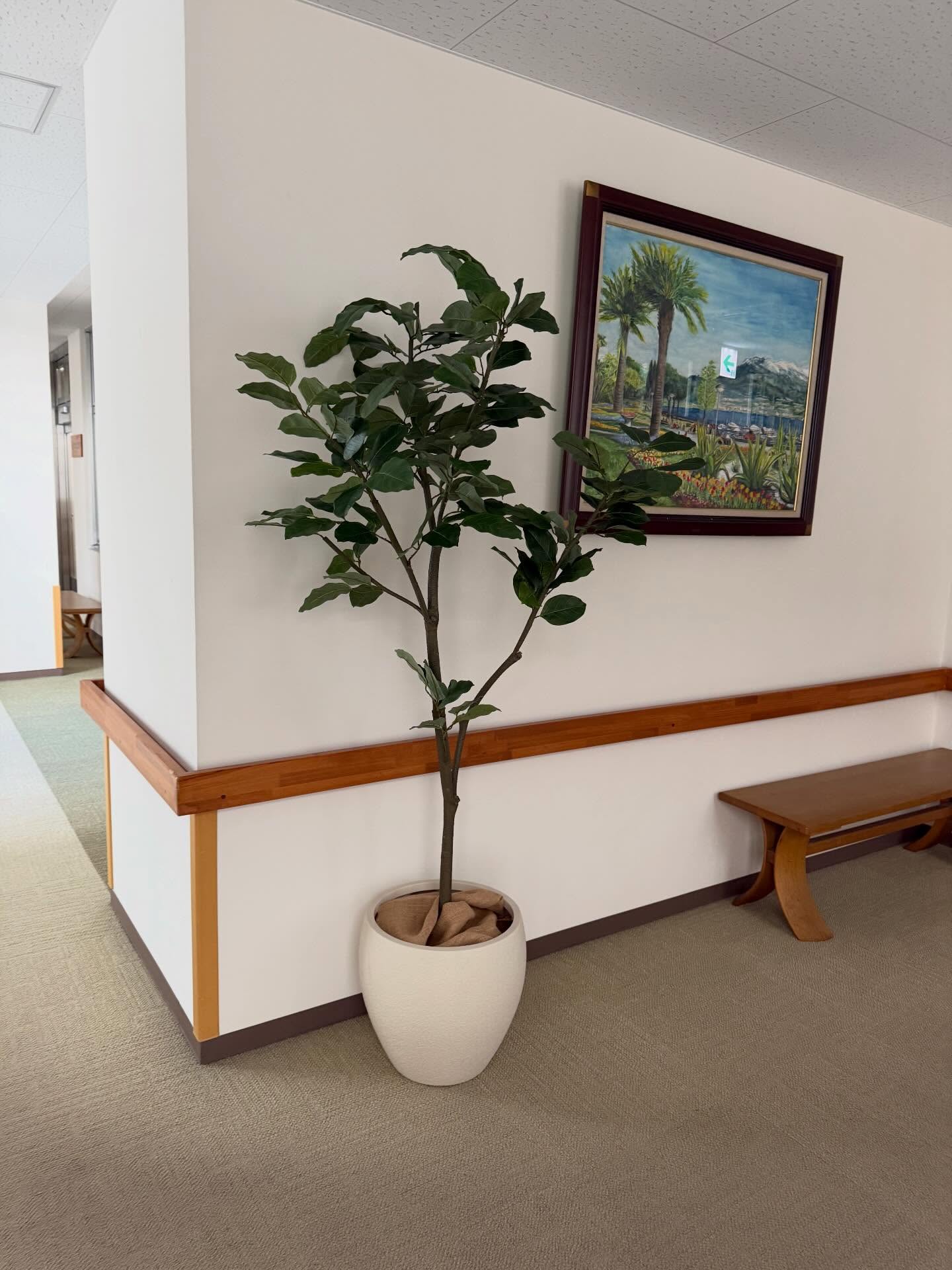 施設内フェイクグリーン導入
@greengreenhana▼
▼@greenmidori_flowerhana▼
#愛知県花屋
#名古屋花屋
#千種区
#観葉植物
#オフィスグリーン
フェイクグリーン
フェイクフラワー
グリーンデザイン
植物のある生活
癒し
ウォールグリーン
店舗
フェイクツリー
植物
装飾
栄
オフィス