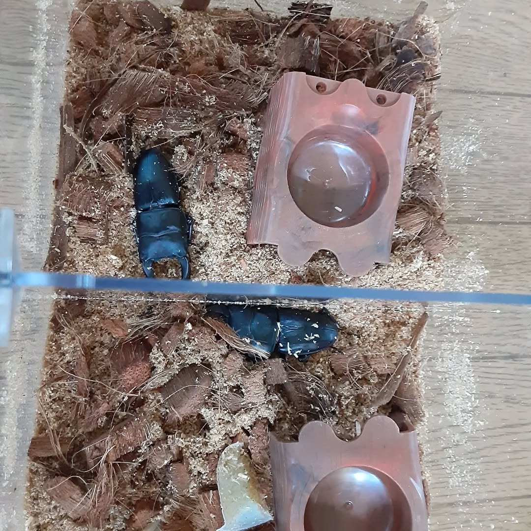 #オオクワガタ飼育
