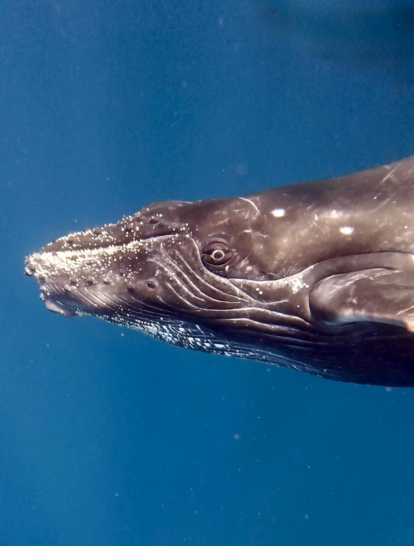 シーマックスダイビングクラブ沖縄公式インスタグラム