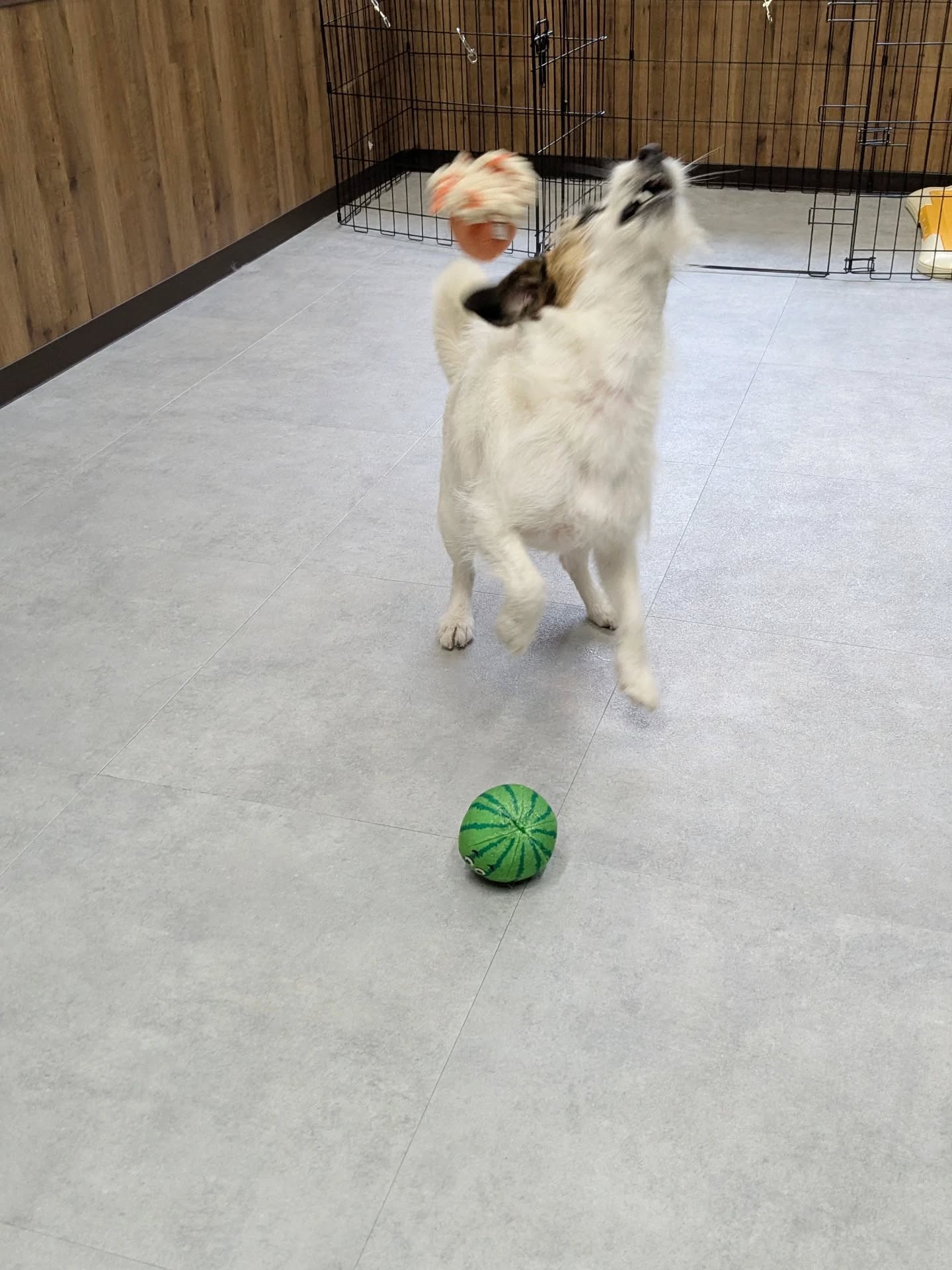 2枚目の写真、決してボールがぶつかったわけではありません🤣
テンションが上がって変な動きをした瞬間を激写しております(笑)大好きなシロップさん、元気にトリミングに来てくれてありがとー!🐶💕実は、今回来てくれるまでの間に体調を崩して病院通いをしていたとのこと…。元気な姿でお店に入ってきてくれた時、本当に嬉しかったです😭たった1ヶ月。私たちにとってはあっという間ですが、わんこたちにとっては大きな1ヶ月です。人の何倍も早く年をとるわんこたちの身体は、私たちが思っている以上のスピードで変化しています😌「ちょっと間が空いちゃったな」という間に、隠れた不調サインが出ていることもあります。定期的にトリミングでお身体に触れさせていただくことは、そんな小さな変化に「あれ?」と気づくための大切な健康チェックでもあります🍀私たちトリマーも、飼い主様と一緒に愛犬の健康を見守る「チーム」でありたいと思っています。小さな変化を見逃さないためにも、ぜひ定期的に元気な姿を見せに来てくださいね☺️シロップさん、これからもずっと元気で、また楽しい動きを見せてね!(笑)#子犬トリミング #泉大津市トリミングサロン #行動分析学 #犬の気持ち #トリミングを楽しみな日に な日に