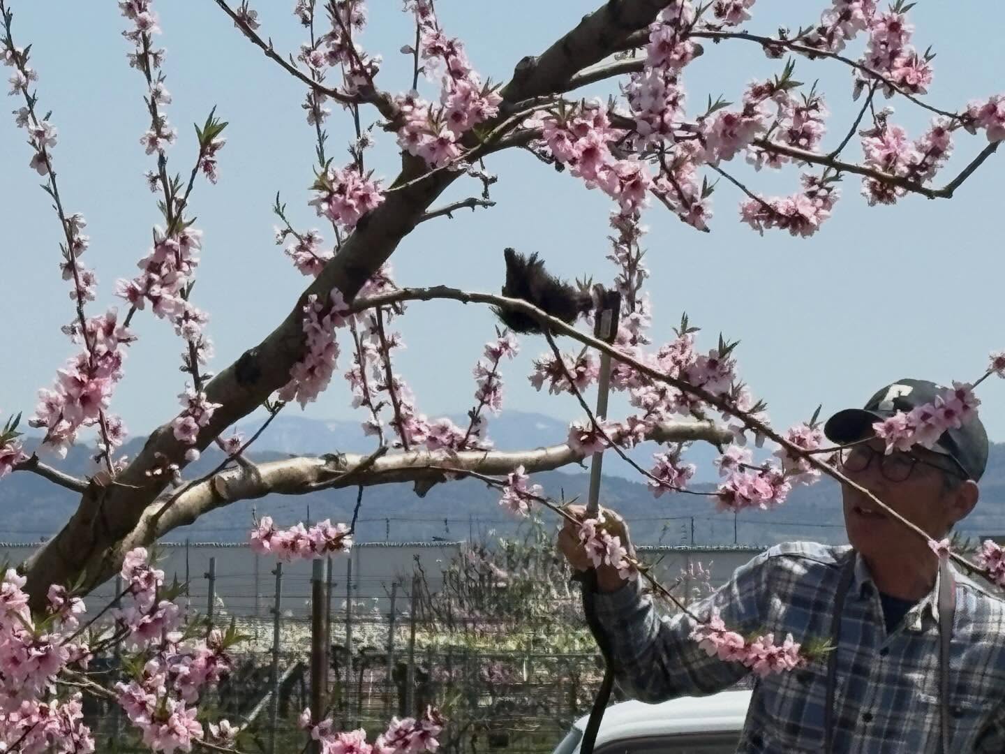 自宅まわりの畑が綺麗な花満開になっていて、桃の花粉つけ作業も始まりました。
桃、梨、洋梨、ワインブドウ畑がありますが今年の豊作を期待しています!
