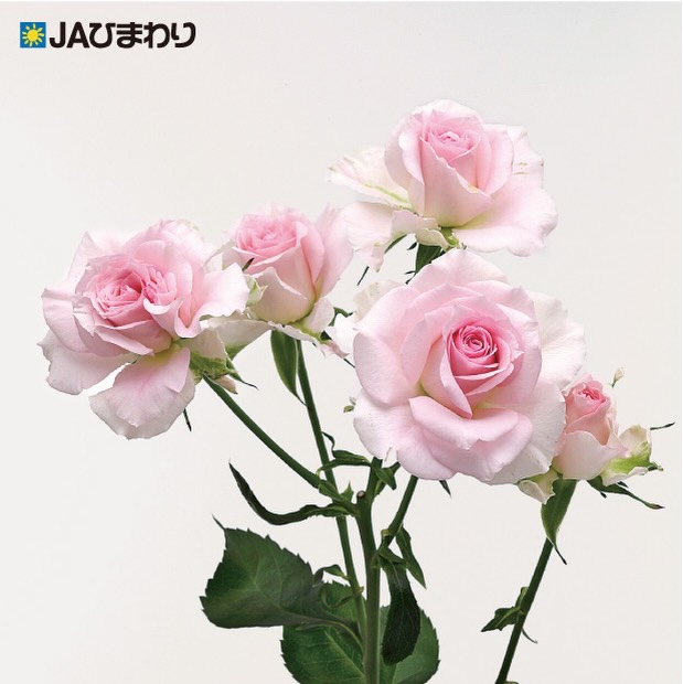 【母の日に贈りたいバラ特集⑥】
🌹🌹「ファンシーローラ」🌹🌹
淡く透けるようなピンクが美しい「ファンシーローラ」。
繊細な花びらが幾重にも重なり、ナチュラルで洗練された印象を演出します。
やさしく上品な色合いは、他の花ともなじみやすく、
ブーケ全体をふんわりとやわらかな雰囲気にまとめてくれる存在。
主張しすぎない美しさだからこそ、
母の日の花束にそっと寄り添い、感謝の気持ちを引き立ててくれます。
大切なお母さんへ、やさしい彩りを添えてみませんか?
#母の日 #バラ #ファンシーローラ #JAひまわり #フラワーギフト