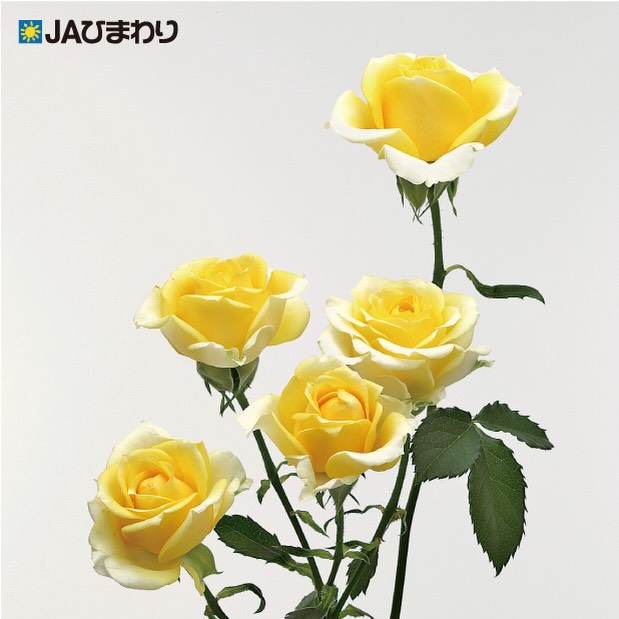 【母の日に贈りたいバラ特集⑤】
🌹🌹「フレアー」🌹🌹
やわらかな黄色が印象的なバラ「フレアー」
まるで光をまとったような明るさで、花束全体をふんわりと華やかにしてくれます。
黄色は「感謝」や「思いやり」を伝える色。
日頃のありがとうの気持ちを、やさしく包み込んでくれる一輪です。
母の日の贈り物に、あたたかく寄り添う「フレアー」を添えてみませんか?
#母の日 #バラ #フレアー #JAひまわり #フラワーギフト
