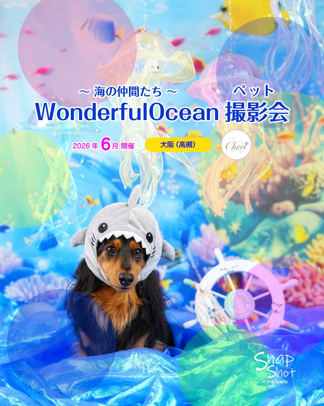 📷✨
2026年6月Dog Cafe&Salon Cheriさんで開催する「季節のイベント撮影会」のご案内です✨
﹏﹏﹏﹏﹏﹏﹏﹏﹏﹏﹏﹏﹏﹏﹏﹏﹏
Wonderful Ocean ~海の仲間たち~ 撮影会
﹏﹏﹏﹏﹏﹏﹏﹏﹏﹏﹏﹏﹏﹏﹏﹏﹏
透き通るブルーの世界観。
夏だけのファンタジーワールド!
Cheriさん限定の涼しげな撮影セットです。
▷▷▷ Dog Cafe&Salon Cheriさまのみで開催 ◁◁◁
開催場所と日程 ┈┈••✼••┈┈••✼
●Dog Cafe&salon Cheri(大阪府高槻市)
∟2026/6/7/日(11:30~LO18:00)
※上記時間内の「00分~」と「30分~」でご予約を受付けております。
※撮影時間は20分程度。
※1枠1家族様のお申込みとなっております。
※完全予約制(入れ替わり制)
※4頭以上のご参加はご相談ください。
※ワンちゃん以外のペットも大歓迎!ご相談ください!
内容 ┈┈••✼••┈┈••✼
●撮影データ:10~15カット
●ポスターアレンジ:1点(データ)
※撮影データのお渡しは、後日LINEアルバムなどのオンラインでのお渡しとなります。(400万画素)
※オリジナルサイズ(2000万画素)の撮影データを収録したDVDのお渡しも承っております(別途550円(税込))
※衣装のご用意はございません。お気に入りの衣装をご持参ください。
※15kg以上のワンちゃんはご相談ください。
※集合写真は、撮影セットの都合上、対応いたしかねる場合がございますのでご了承ください。
料金 ┈┈••✼••┈┈••✼
6,600円
※1家族様1頭の料金となります。
※2頭目から1頭追加につき1,100円
※表示金額は税込です。
開催場所のご紹介 ┈┈••✼••┈┈••✼
●Dog Cafe&Salon Cheri
大阪府高槻市南松原町1-9 1F
阪急京都線高槻市駅から徒歩5分
※近隣にコインパーキングあり
@dogcafe.salon_cheri
お申し込み ┈┈••✼••┈┈••✼
●お申し込み
店舗にて受付しております。
Cheriさまに直接お問合せください。
@dogcafe.salon_cheri
・
・
#ペット撮影
#ペットイベント
#SnapShotofPhotography
#とぱ
#わんこ
