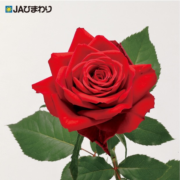 【ローズの日おすすめ品種特集①】
🌹🌹「ブリランテ」🌹🌹
ローズの日に贈りたい、情熱的な赤バラ「ブリランテ」。
美しく整った花形と鮮やかな赤色は、花束の主役にもぴったり。
“ありがとう”や“これからもよろしく”の気持ちを、華やかに届けてくれる品種です。
6月2日は、大切な人へバラを贈ってみませんか?🌹
#JAひまわりバラ部会
#ローズの日
#バラ
#ブリランテ
#フラワーギフト
