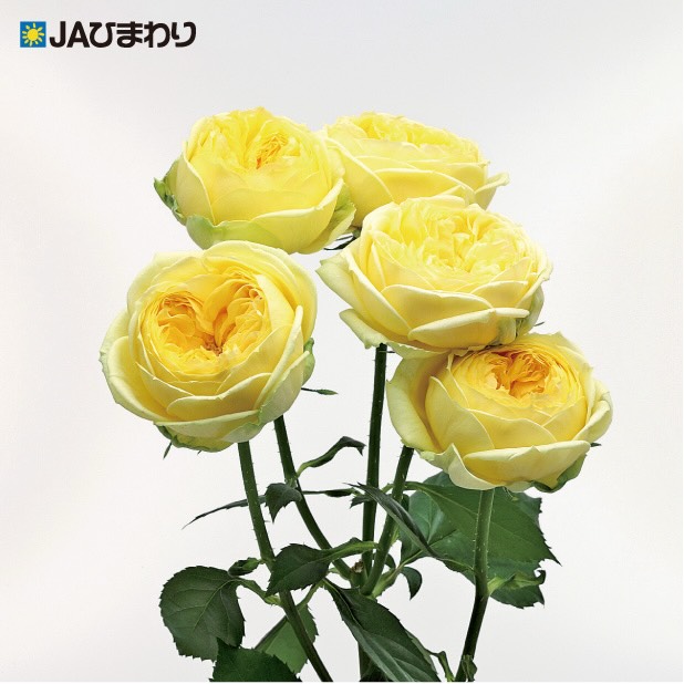 【父の日おすすめ品種特集①】
🌹🌹「カタリナ」🌹🌹
陽だまりのようなレモンイエローが美しいスプレーバラ
ふんわりと幾重にも重なる花びらが織りなす、優雅でやわらかな表情が魅力です。
明るく温かな色合いは、感謝の気持ちを伝える父の日の贈りものにもぴったり。
「いつもありがとう。」
そんな言葉をそっと花に託して、大切なお父さんへバラを贈ってみませんか?
#JAひまわりバラ部会 #カタリナ #父の日 #父の日ギフト