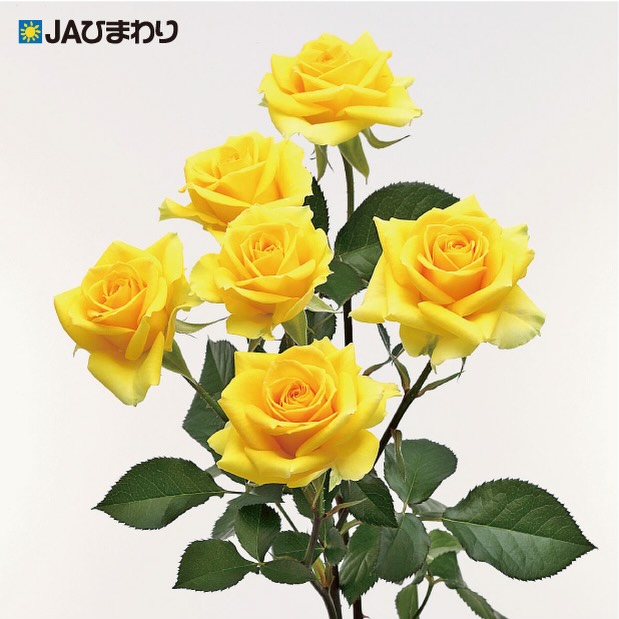 【父の日おすすめ品種特集③】
🌹🌹「シューティングスター」🌹🌹
鮮やかなイエローが目を惹く「シューティングスター」。
まるで流れ星のように、明るく前向きなエネルギーを感じさせる一輪です。
元気や感謝の気持ちをまっすぐ届けてくれる色合いは、父の日の贈りものにもぴったり。
「いつもありがとう」の想いを込めて、大切なお父さんへ。
華やかで爽やかな存在感が、特別な一日を優しく彩ります。
#JAひまわりバラ部会 #シューティングスター#バラ #父の日