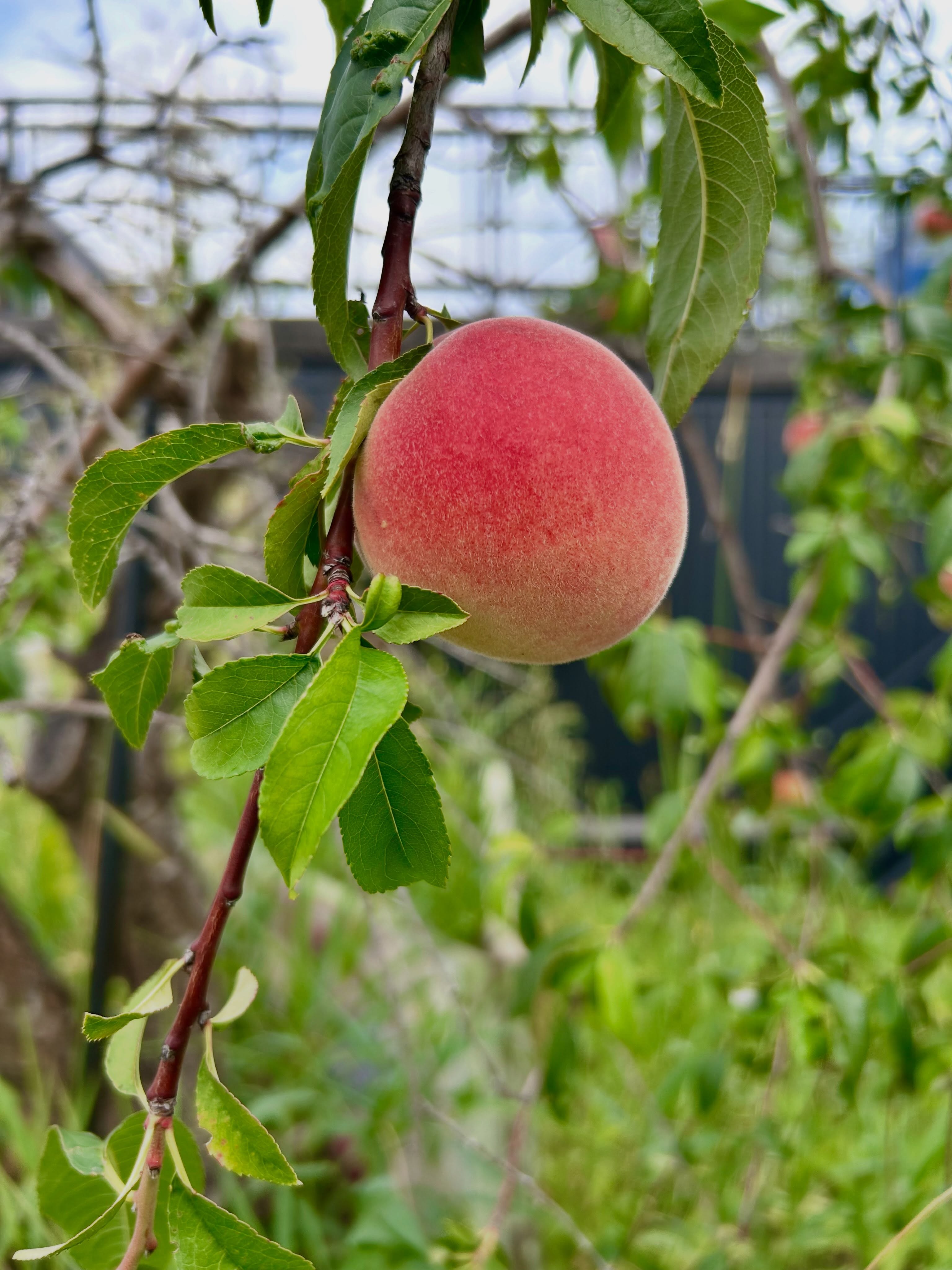 こんにちはレディローマプラスです♪
敷地内に様々な果物が実ってきております🍑