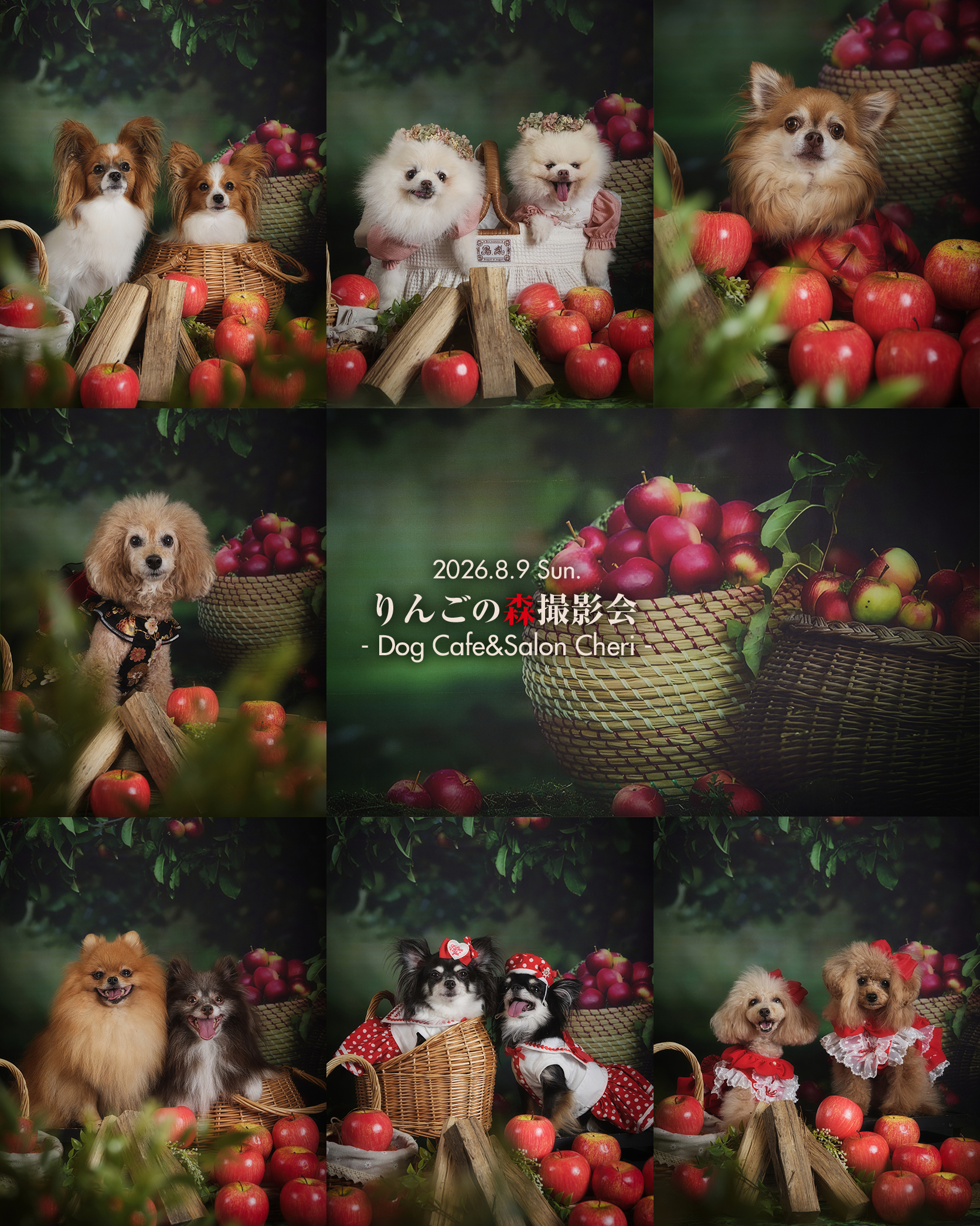 📷✨
2026.8.9 Sun.
🍎りんごの森撮影会
- Dog Cafe&Salon Cheri -
@dogcafe.salon_cheri
大好評をいただきました今回の「りんごの森撮影会🍎」
まるで、深いりんごの森に迷い込んだ一場面を切り取ったようなグリム童話の世界観で、わんちゃんたちが主人公になりきってくれました🐶✨
ご参加、ありがとうございました😀✨
・
・
#ペット撮影会
#犬撮影会
#関西ペット撮影
#犬のいる暮らし
#とぱ