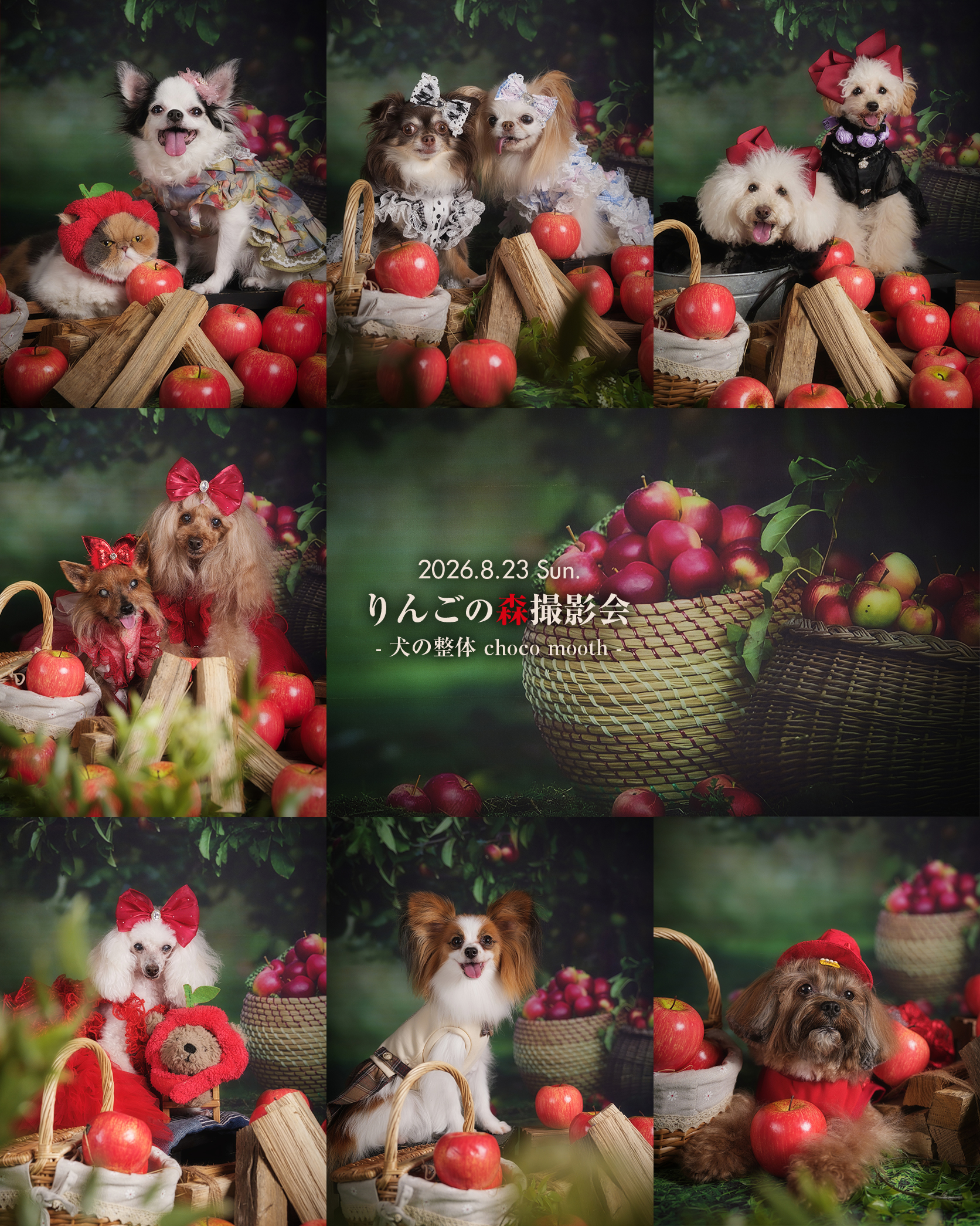 📷✨
2026.8.23 Sun.
🍎りんごの森撮影会
- 犬の整体 choco mooth -
@choco_mooth
大好評をいただきました今回の「りんごの森撮影会🍎」
まるで、深いりんごの森に迷い込んだ一場面を切り取ったようなグリム童話の世界観で、わんちゃんたちが主人公になりきってくれました🐶✨
ご参加、ありがとうございました😀✨
Thanks to 錦
@warabimochi_komachi
@aiken_marche
・
・
#ペット撮影会
#犬撮影会
#関西ペット撮影
#犬のいる暮らし
#とぱ