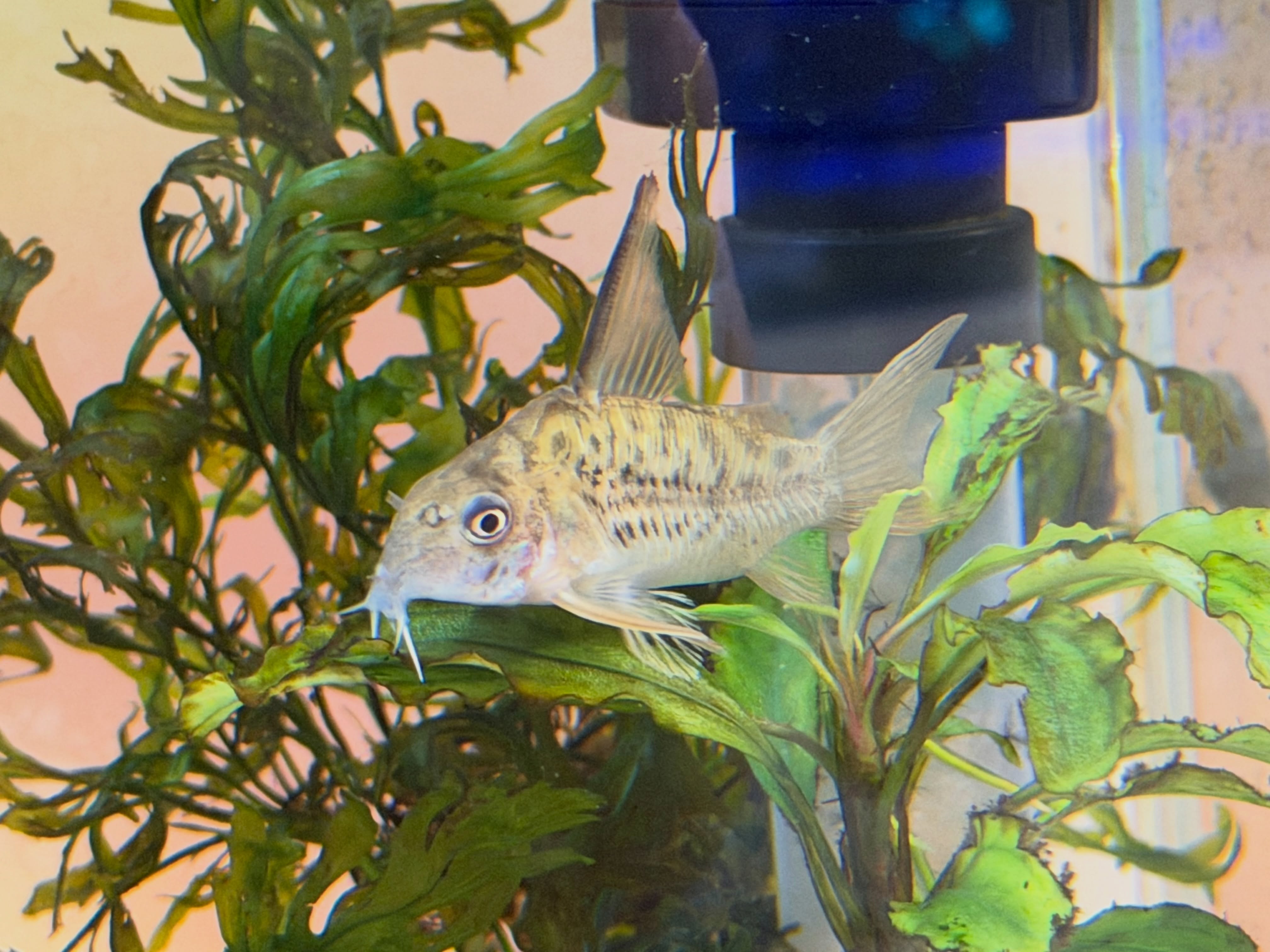 #corydoras #aquarium #コリドラス #コリドラスオガワエ #corydorasogawae