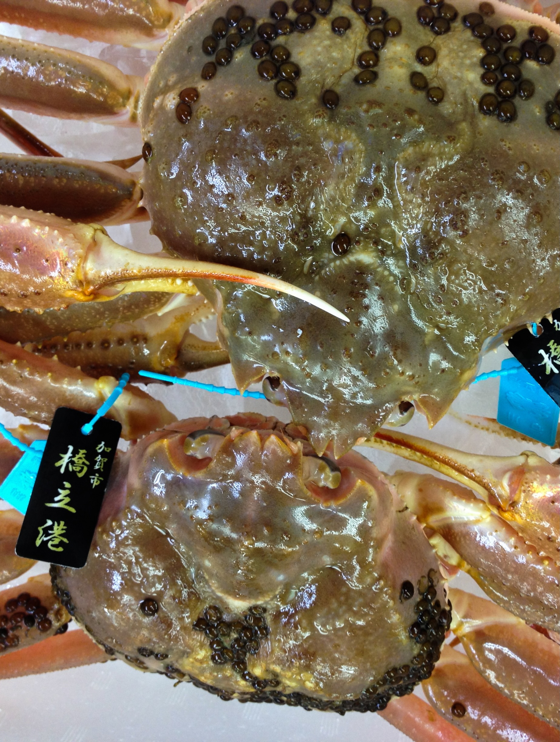 暑さがやわらぎ、
少しずつ秋の深まりを感じる頃。
これから迎えるのは、
冬の味覚を代表する「加能蟹」の季節です。
一杯ごとの状態を見極め、
その持ち味をもっとも美味しく引き出すために。
活きた加能蟹を、
蟹刺し、茹で蟹、焼き蟹など、
お好みの仕立てでお届けいたします。
ーーーーーーーーーーー
山中温泉 胡蝶
@kochou_yamanaka
ーーーーーーーーーーー