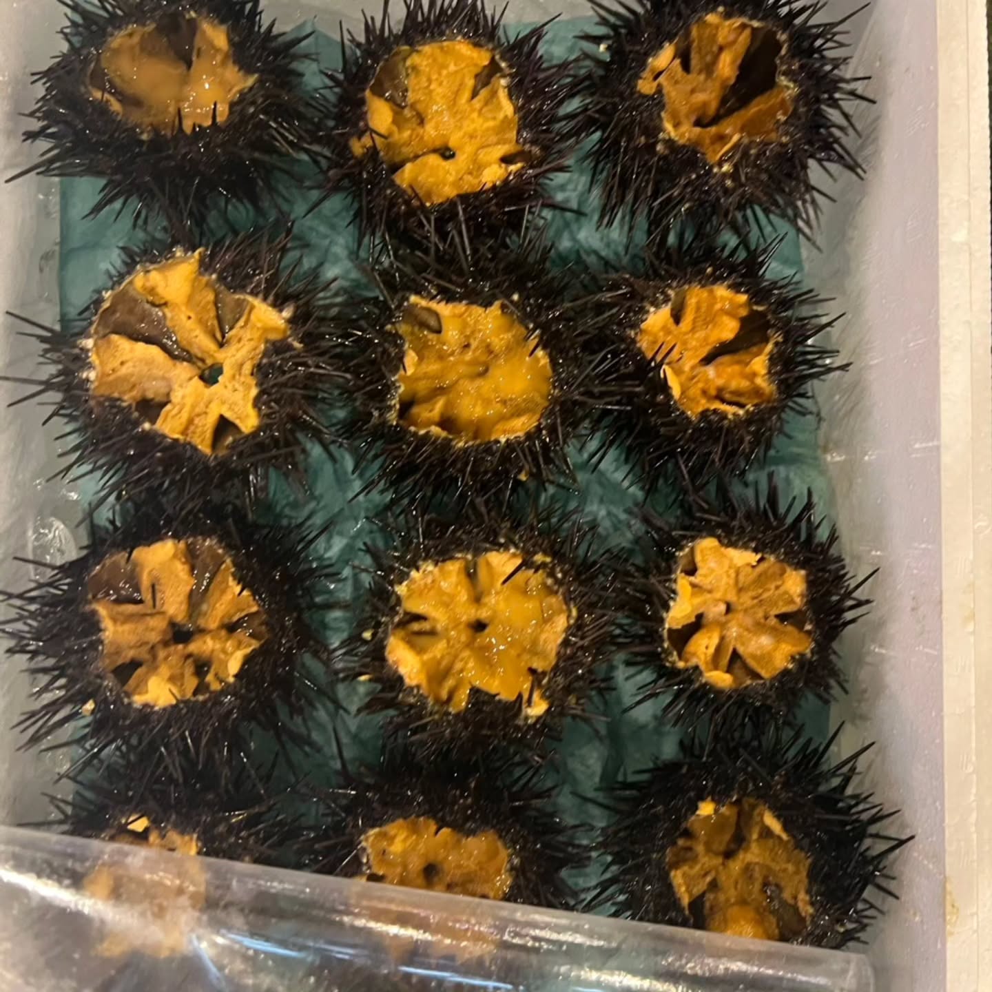 今週のおすすめ
\ 本日の仙台市場 入荷情報 / 🐟✨
今日も仙台市場から、旬の魚介がいろいろ入荷しています!
🐟活ボタン海老
🐟️釣りアジ
🐚貝ホッキ
🦪 岩牡蠣
🐚赤貝
🐚殻付きウニ
ほかにもおすすめの魚介をご用意しています。
その日の入荷だからこそ出会える、美味しい魚たち。
「今日は何がある?」というお問い合わせも大歓迎です😊
在庫・価格など、詳しくはお気軽にお問い合わせください。
📞 080-9013-1483
鈴木まで
さかなやマルカ