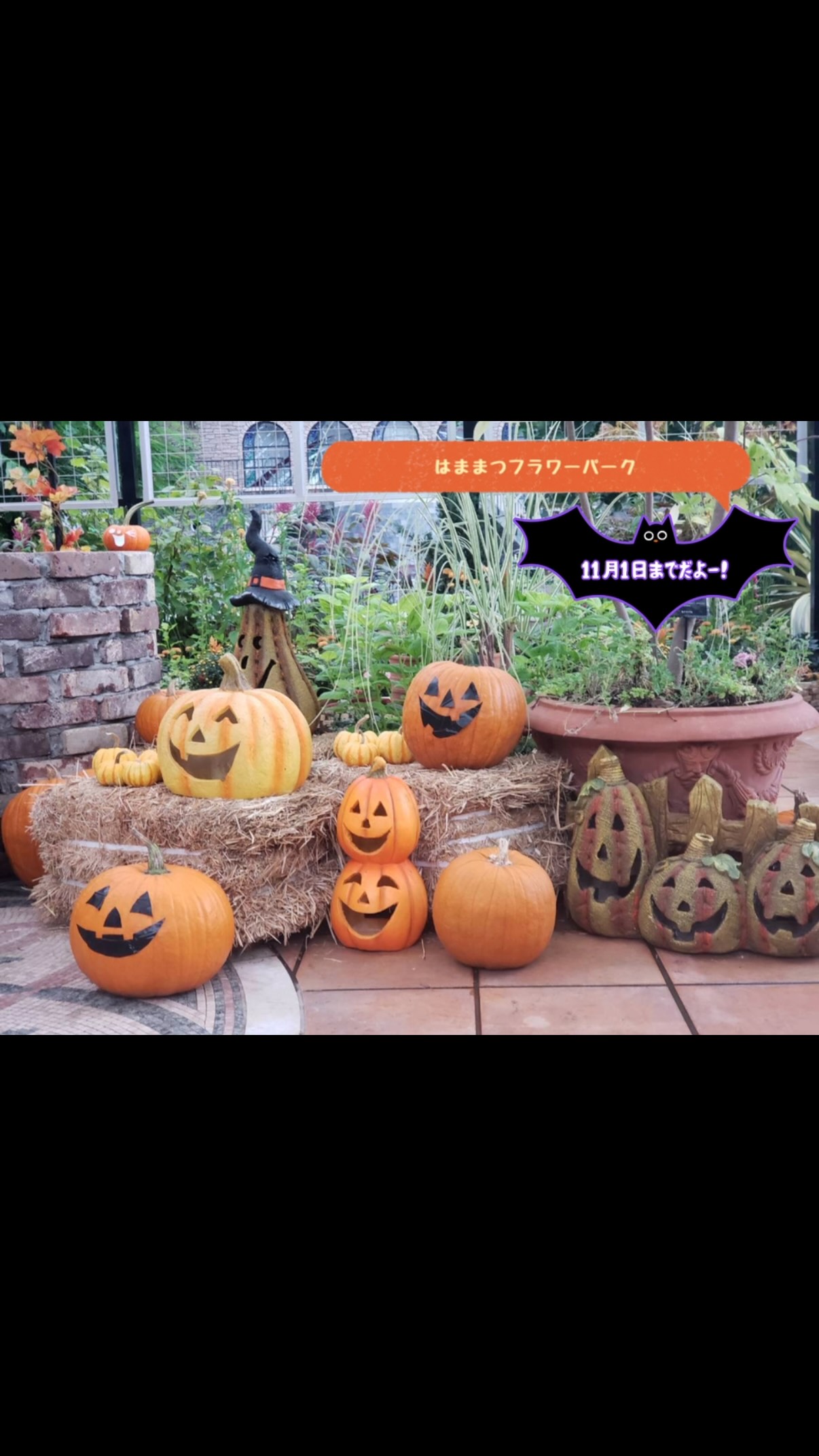 はままつフラワーパークのハロウィン展示🎃が始まりました!大温室クリスタルパレス内で楽しん...