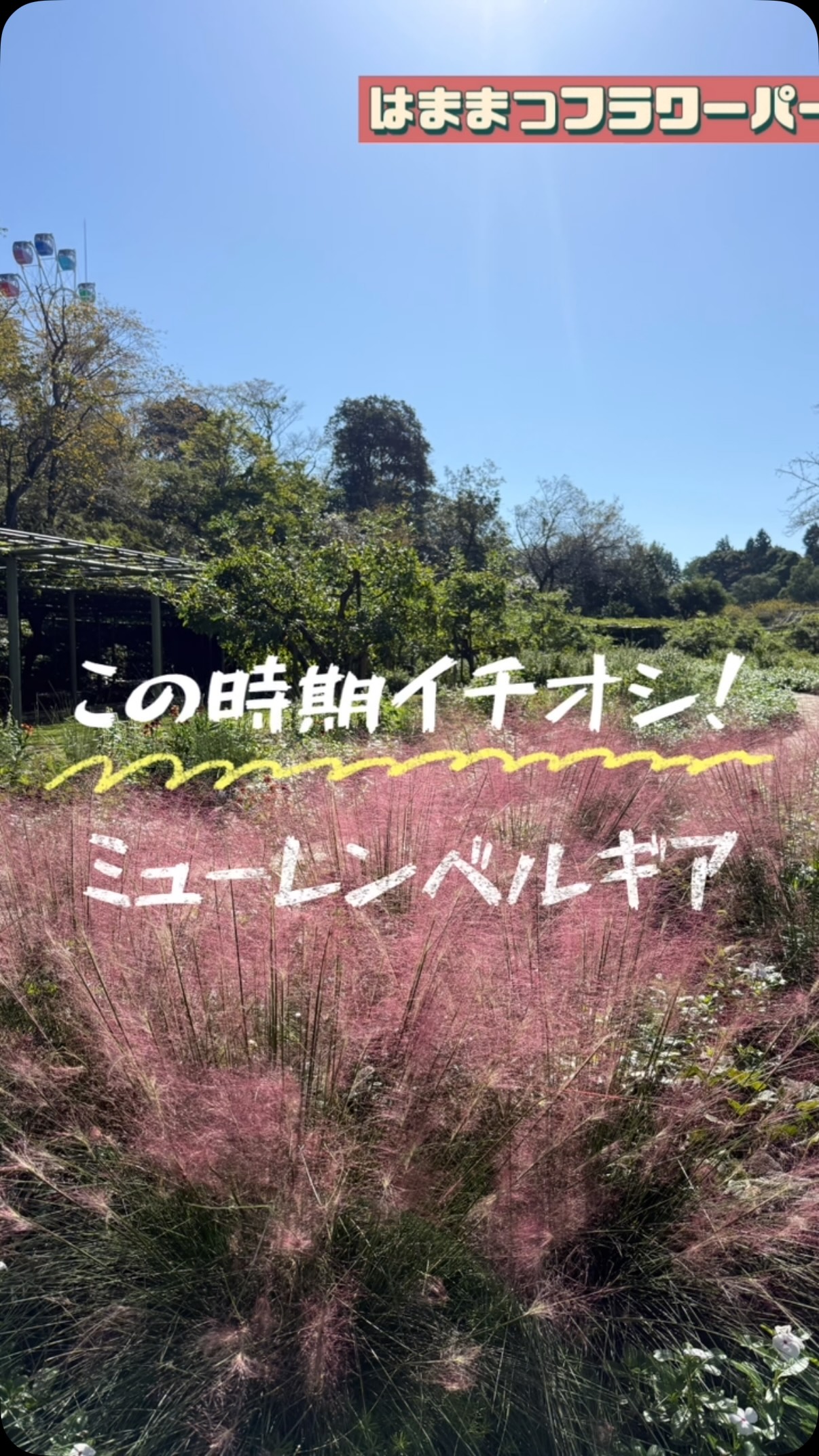 今日10/2は青空のもと、ピンク色の穂が可愛らしい【ミューレンベルギア】をご紹介♪ イネ...