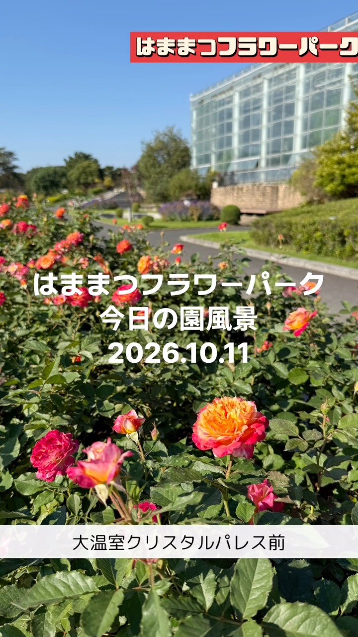今日10/11の園内の様子。風が爽やかで過ごしやすい季節になりましたね〜😊 #はままつフ...