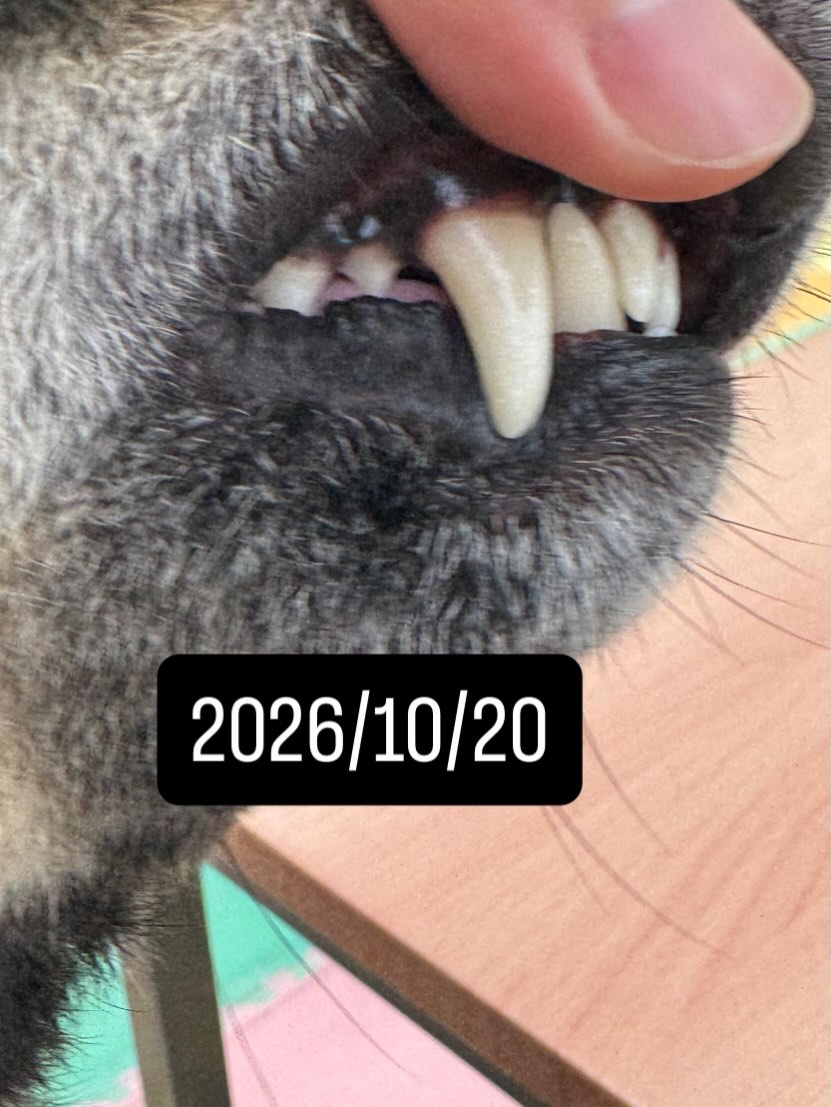 コタローちゃん🐶
本日歯磨きトレーニングを開始して1年4ヶ月が経ちました
歯の状態は変わらずに綺麗にキープされていて良いです‼️このままキープを意識して頑張りましょう✊
園内では、ぽん太ややん丸達と1日中走り回ったり、みんなで激しいワンプロを仕掛けあったりして非常に楽しそうに過ごしていました🤭
🐾🐶愛犬のお悩みご相談ください🐶🐾
@kenkohmura_official
↑フォロー待ってます↑
〒955-0091 新潟県三条市上須頃大割428−1
☎︎ 0256-35-3999
✉️ info@kenkohmura.jp
HP: https://kenkohmura.jp
LINE: https://lin.ee/7LIz5sb
#犬幸村#犬の幼稚園 #吠える、噛む #犬のしつけ #トイレ
柴犬柴犬大好き柴犬倶楽部柴犬可愛いすぎる柴犬可愛い