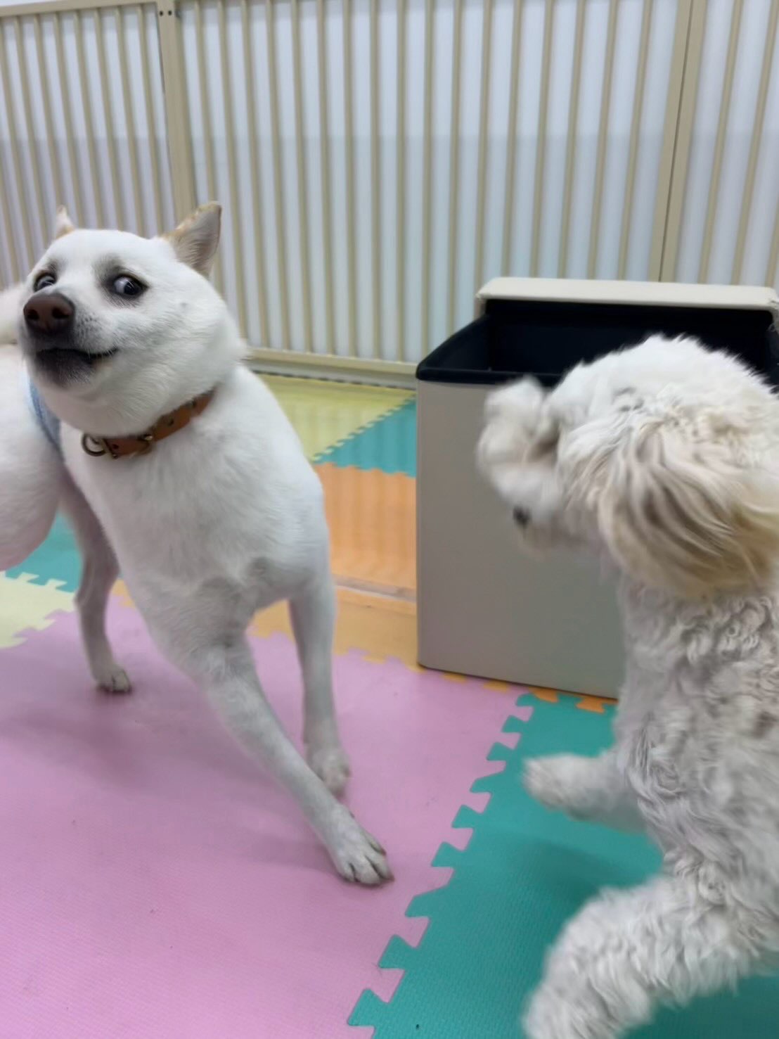 コハクちゃん🐶
本日歯磨きトレーニングを開始して1年5ヶ月が経ちました
歯の状態は非常に綺麗なのでこのまま継続を意識してキープできるように頑張りましょう✊
園内では相変わらず表情豊かなコハクちゃんとくに2枚目がスタッフのお気に入りです🤣
他にもももちゃんやあんずちゃん、ふうちゃん達と走り回ったり、激しいお話し合いをしながら、激しいワンプロを繰り広げたりして過ごしていました👍
🐾🐶愛犬のお悩みご相談ください🐶🐾
@kenkohmura_official
↑フォロー待ってます↑
〒955-0091 新潟県三条市上須頃大割428−1
☎︎ 0256-35-3999
✉️ info@kenkohmura.jp
HP: http://kenkohmura.jp
LINE: https://lin.ee/7LIz5sb
#犬幸村#犬の幼稚園 #吠える、噛む #犬のしつけ #トイレ
柴犬柴犬可愛い柴犬大好き柴犬倶楽部柴犬可愛いすぎる